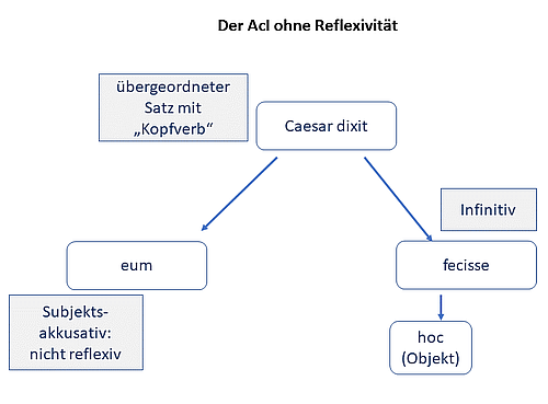 Der Aci - Accusativus cum Infinitivo 