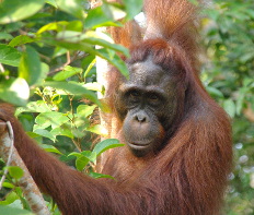 Orang Utan im Urwald von Indonesien