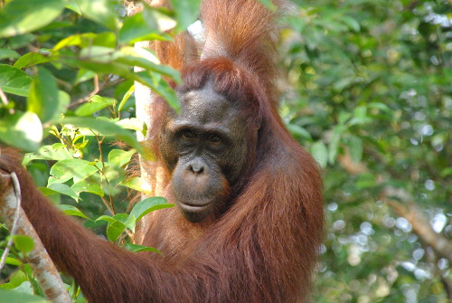 Orang Utan im Urwald von Indonesien