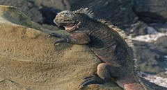 portalbildiguana_bearbeitet-1.jpg