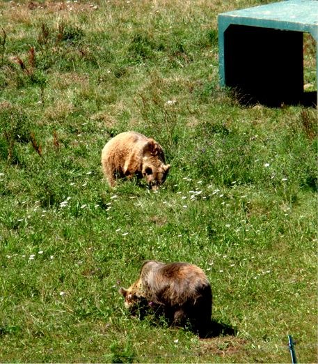 Osos en Asturias