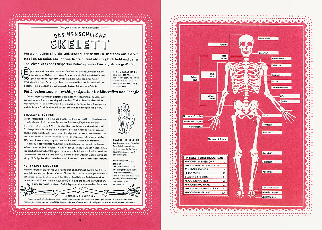 skelett-g.jpg