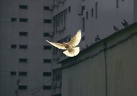 Eine elfenbeinfarbene Taube fliegt mit ausgebreiteten Flügeln vor einer Fassade von (Hoch-)Häusern. Die Taube ist scharf zu sehen, während der Hintergrund unscharf ist. Das Bild ist insgesamt recht düster und traurig.