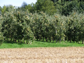 Apfelplantage am Bodensee