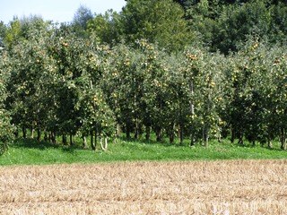 Apfelplantage in der Bodenseeregion